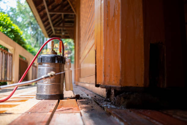 Wasp Removal Services in Endicott, NY