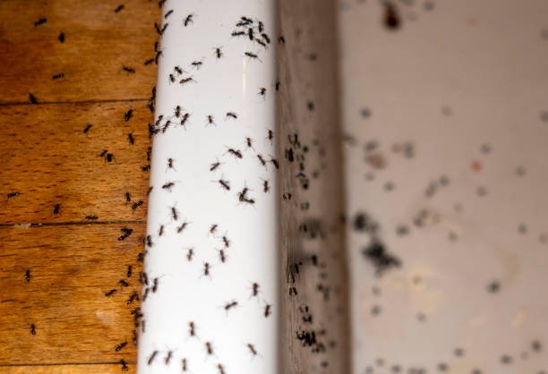 Best Best Pest Control Companies  in Endicott, NY